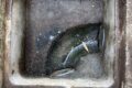 茨城県筑西市にてトイレつまり修理工事後
